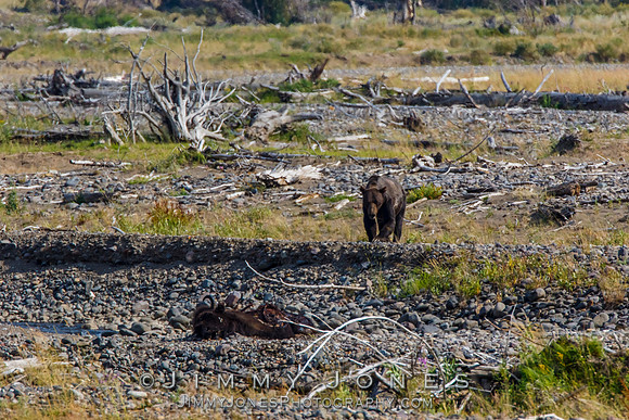 Grizzley Bear at Bison Carcas at Confluence