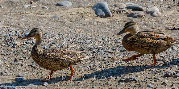 Juvenile Mallards