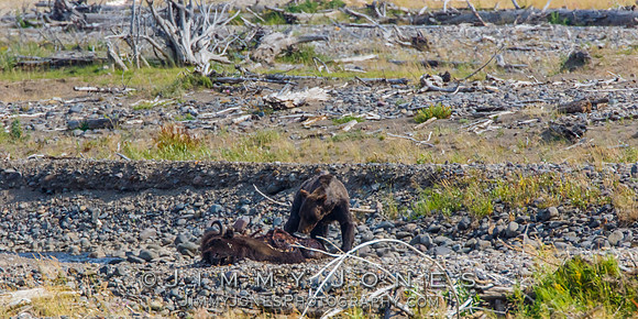 Grizzley Bear at Bison Carcas at Confluence