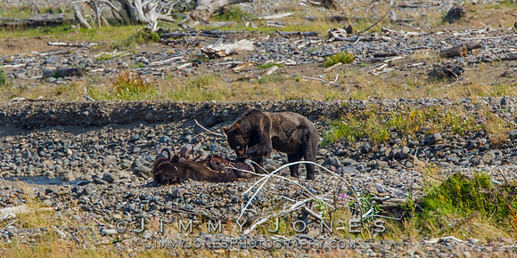 Grizzley Bear at Bison Carcas at Confluence