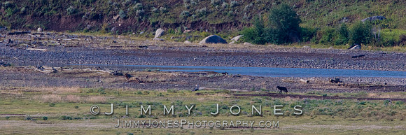 Junction Butte Wolf