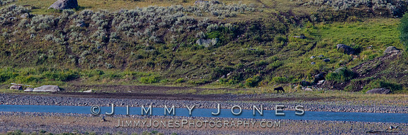 Junction Butte Wolf