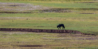Junction Butte Wolf