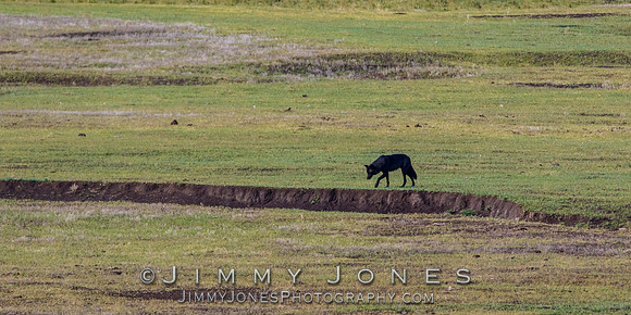 Junction Butte Wolf