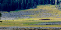 Junction Butte Wolves Hunting Bison Calves