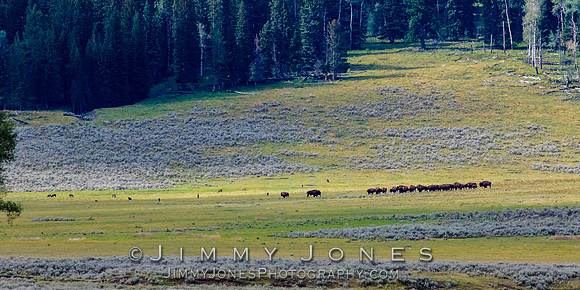 Junction Butte Wolves Hunting Bison Calves