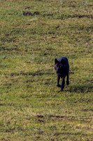 Junction Butte Wolf