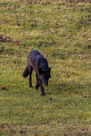 Junction Butte Wolf