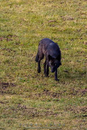 Junction Butte Wolf