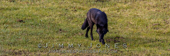 Junction Butte Wolf