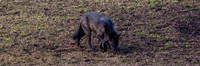Junction Butte Wolf