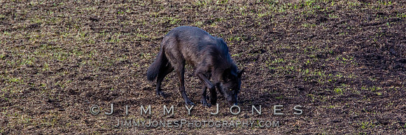 Junction Butte Wolf