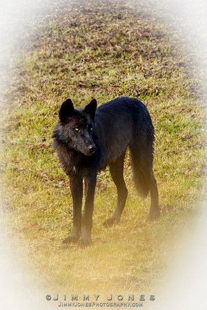 Junction Butte Wolf