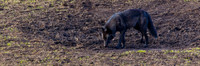 Junction Butte Wolf