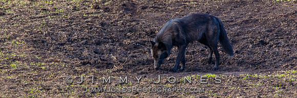 Junction Butte Wolf