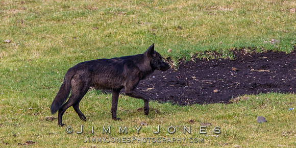Junction Butte Wolf