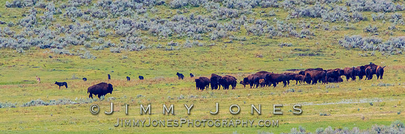 Junction Butte Wolves Hunting Bison Calves