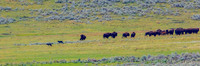 Junction Butte Wolves Hunting Bison Calves