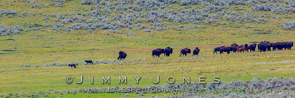 Junction Butte Wolves Hunting Bison Calves