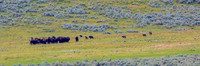 Junction Butte Wolves Hunting Bison Calves