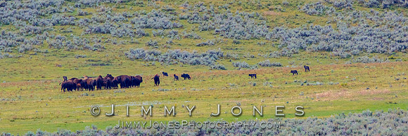 Junction Butte Wolves Hunting Bison Calves