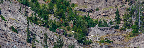 Mountain Goats on Upper Barronett