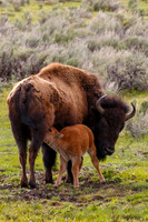 Bison With Calf