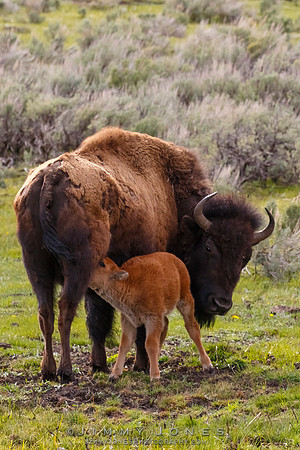 Bison With Calf