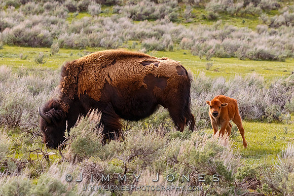 Bison With Calf
