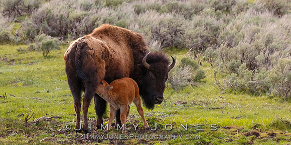 Bison With Calf