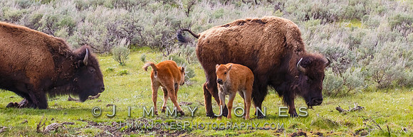 Bison With Calves