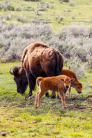 Bison With Calves