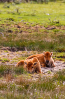 Bison Calves