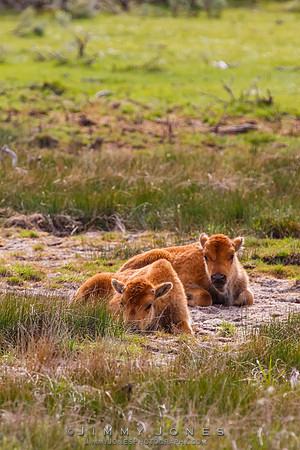 Bison Calves