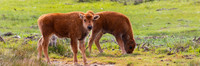 Bison Calves