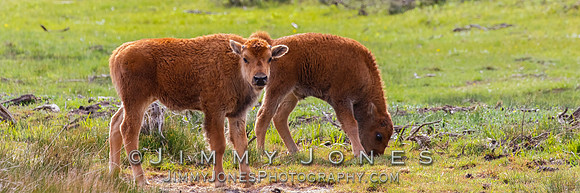Bison Calves