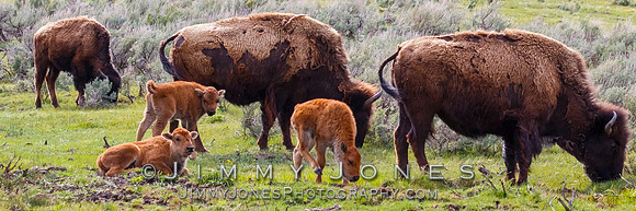 Bison With Calves