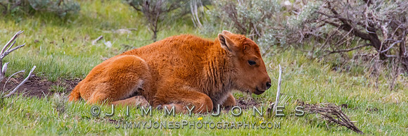 Bison Calf