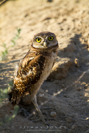 Burrowing Owl