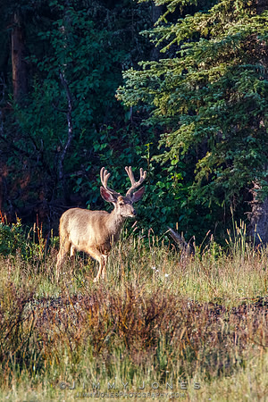 Mule Deer