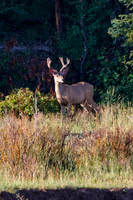 Mule Deer