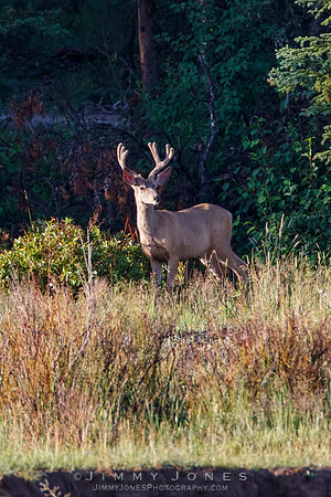Mule Deer