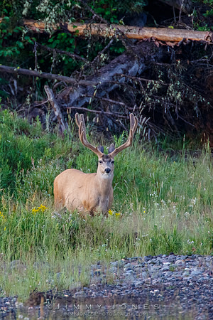 Mule Deer