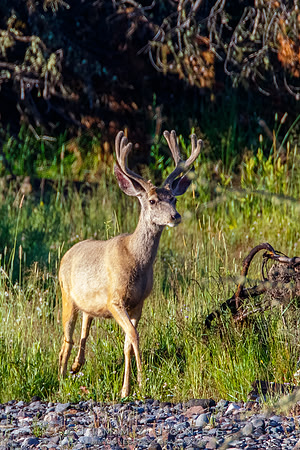 Mule Deer