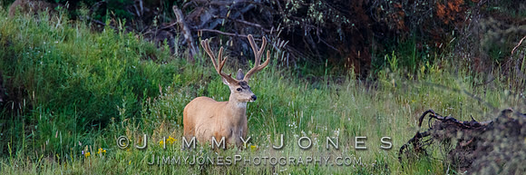 Blacktail Deer
