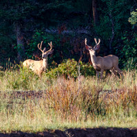 Deer
