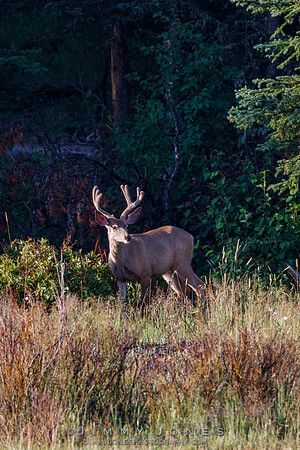 Mule Deer
