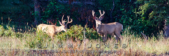 Blacktail Deer