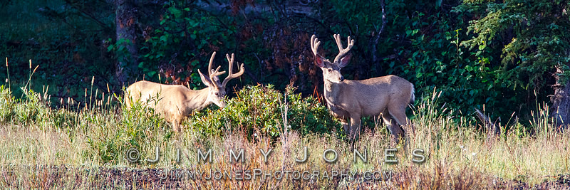 Blacktail Deer