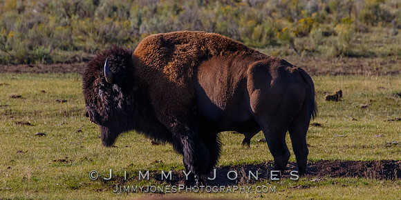 Bison Bull